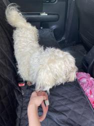 Found/Stray Male Dog last seen Toll Branch Rd, Johnson City, TN 37601