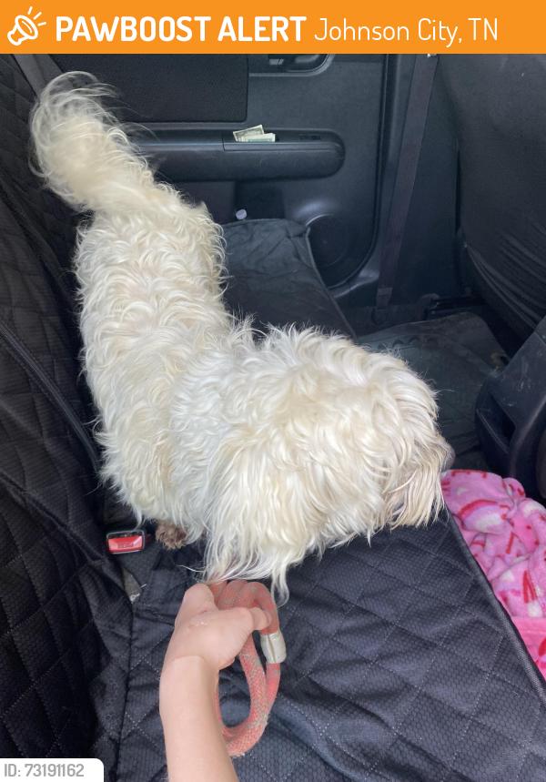 Found/Stray Male Dog last seen Toll Branch Rd, Johnson City, TN 37601