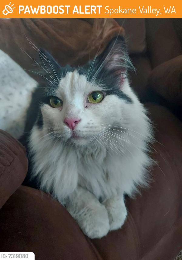 Found/Stray Unknown Cat last seen Pines mission, Spokane Valley, WA 99206