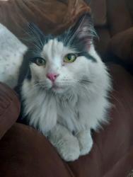 Found/Stray Unknown Cat last seen Pines mission, Spokane Valley, WA 99206