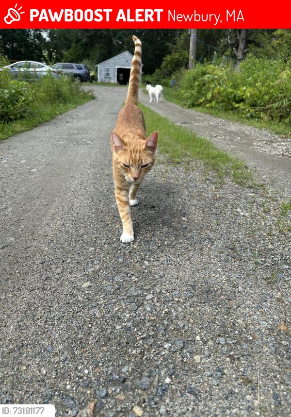 Lost Male Cat last seen Low St and Hay St, Newbury, MA 01951