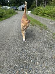 Lost Male Cat last seen Low St and Hay St, Newbury, MA 01951