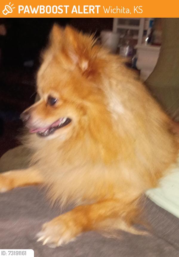 Found/Stray Unknown Dog last seen Mosley and clark, Wichita, KS 67211