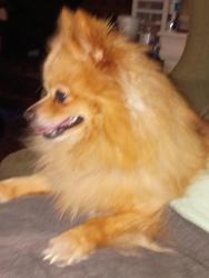 Found/Stray Unknown Dog last seen Mosley and clark, Wichita, KS 67211