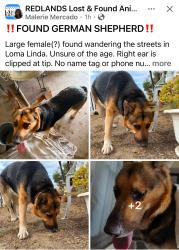 Found/Stray Female Dog last seen Mead, Mountain View, Loma Linda, CA 92354