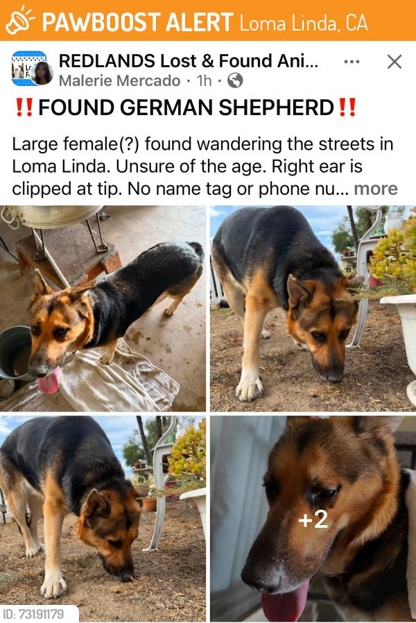 Found/Stray Female Dog last seen Mead, Mountain View, Loma Linda, CA 92354