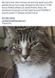 Reunited Male Cat last seen Surfside ln, Grand Prairie, TX 75054