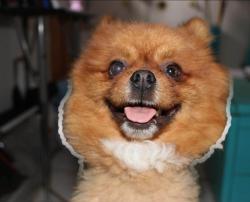 Reunited Male Dog last seen Vista del sol elementary, vista del sol, zaragoza y George dieter, El Paso, TX 79936
