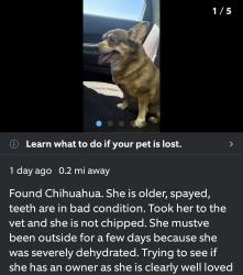 Reunited Female Dog last seen American Pacific and Bailey Island Dr, Henderson, NV 89074