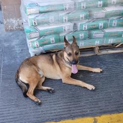 Found/Stray Male Dog last seen Near Day St, Moreno Valley, CA 92553, Moreno Valley, CA 92553