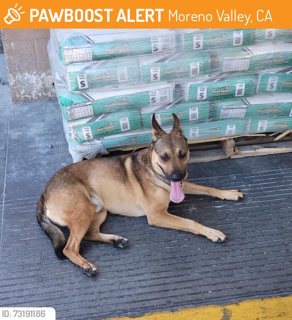 Found/Stray Male Dog last seen Near Day St, Moreno Valley, CA 92553, Moreno Valley, CA 92553