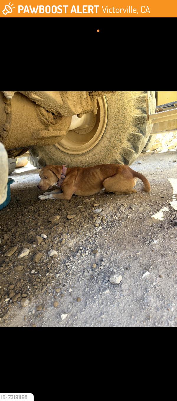 Found/Stray Male Dog last seen Off the 15fwy and D st, Victorville, CA 92368