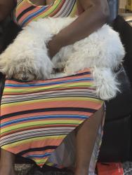 Reunited Male Dog last seen 6 mile and outer drive, Detroit, MI 48219