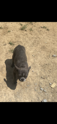 Lost Female Dog last seen Paragon mills, Nashville, TN 37211