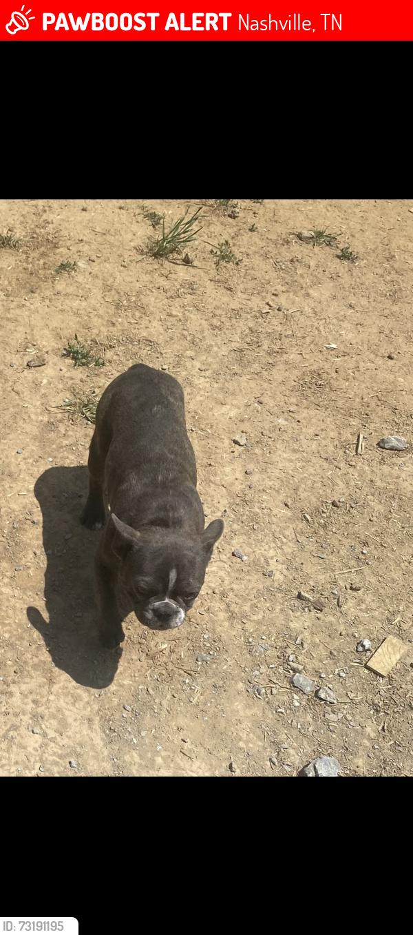 Lost Female Dog last seen Paragon mills, Nashville, TN 37211