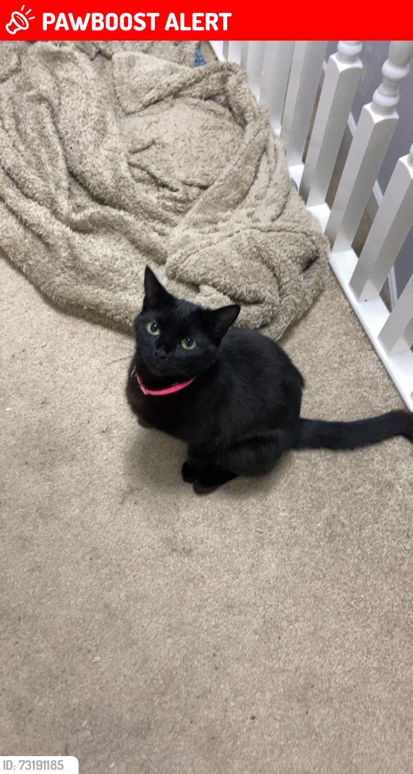Lost Female Cat last seen buckingham road, Leicestershire, England 