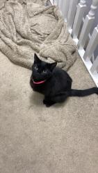 Lost Female Cat last seen buckingham road, Leicestershire, England 