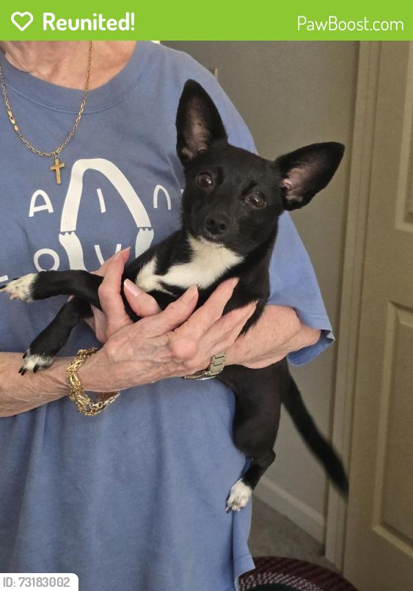 Reunited Female Dog last seen Susan & Telegraph, Oakville, MO 63129