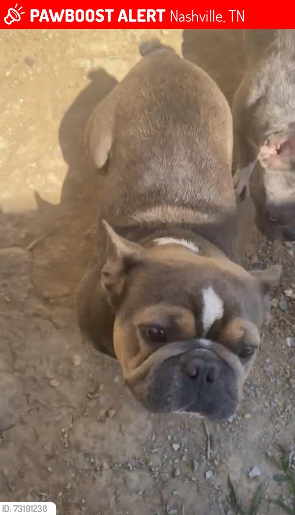 Lost Male Dog last seen Paragon mills, Nashville, TN 37211