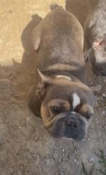 Lost Male Dog last seen Paragon mills, Nashville, TN 37211