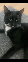 Reunited Female Cat last seen Longbridge, Longbridge, England B31 4NL