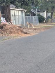Found/Stray Unknown Dog last seen Last seen running north up 62nd near Lexington, Portland, OR 97206