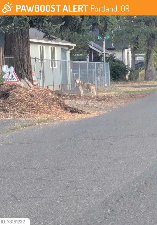 Found/Stray Unknown Dog last seen Last seen running north up 62nd near Lexington, Portland, OR 97206