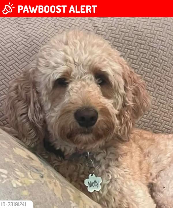 Lost Female Dog last seen Stewart Sharon, Brookfield Township, OH 44403