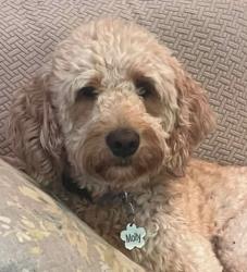 Lost Female Dog last seen Stewart Sharon, Brookfield Township, OH 44403