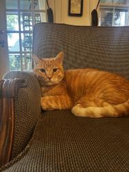 Lost Male Cat last seen Highland Drive and Horton road NE, Knoxville, TN 37918