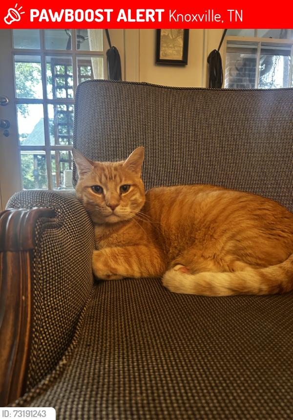 Lost Male Cat last seen Highland Drive and Horton road NE, Knoxville, TN 37918
