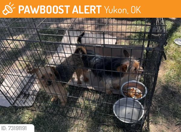 Found/Stray Unknown Dog last seen Wager & Sara Road, Yukon, OK 73099