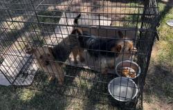 Found/Stray Unknown Dog last seen Wager & Sara Road, Yukon, OK 73099