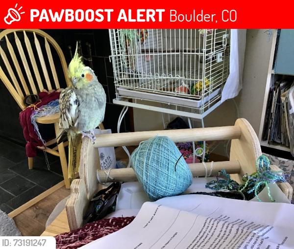 Lost Unknown Bird last seen Baylor Drive, Boulder, CO 80305