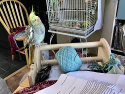 Lost Unknown Bird last seen Baylor Drive, Boulder, CO 80305