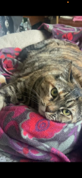 Lost Female Cat last seen Dayton Road / Chico countryclub Mobile home park, Chico, CA 95928