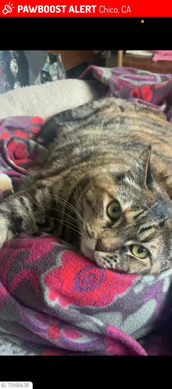 Lost Female Cat last seen Dayton Road / Chico countryclub Mobile home park, Chico, CA 95928