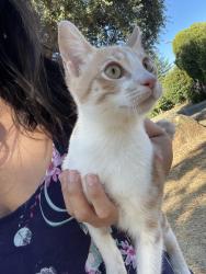 Found/Stray Male Cat last seen Jan Park, on the Adana side, Carmichael, CA 95608