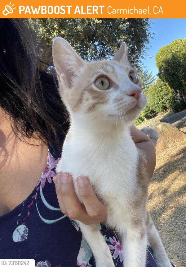 Found/Stray Male Cat last seen Jan Park, on the Adana side, Carmichael, CA 95608