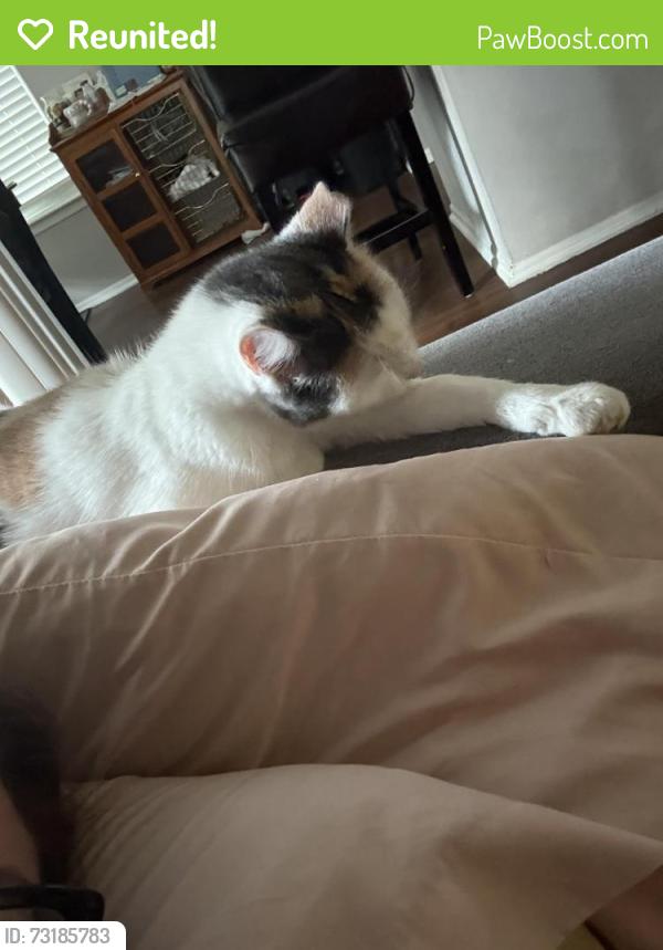 Reunited Female Cat last seen Hunt club Gaithersburg, Gaithersburg, MD 20879