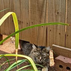 Found/Stray Female Cat last seen N. Franklin & Buncombe rd, Sans Souci, SC 29617