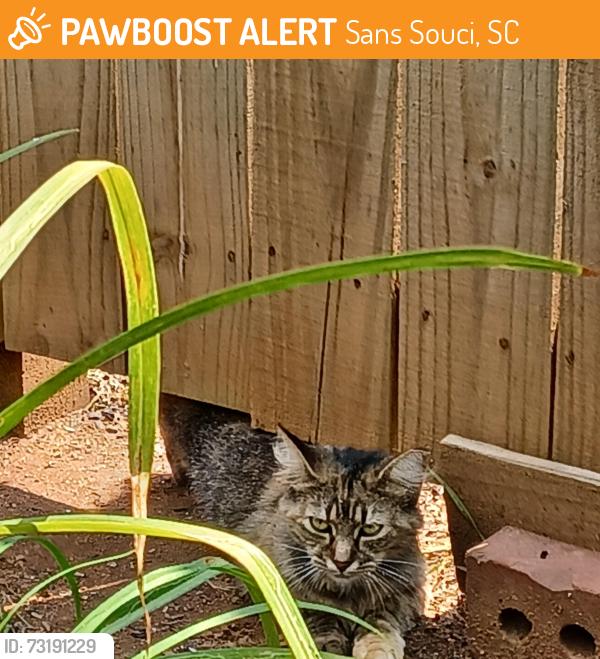 Found/Stray Female Cat last seen N. Franklin & Buncombe rd, Sans Souci, SC 29617