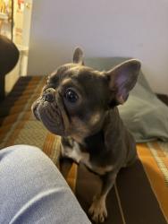 Reunited Female Dog last seen Waterhill Ln, Fort Worth, TX 76179, USA, Fort Worth, TX 76179