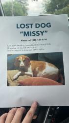Lost Female Dog last seen Ardsley, Glenside, PA 19095