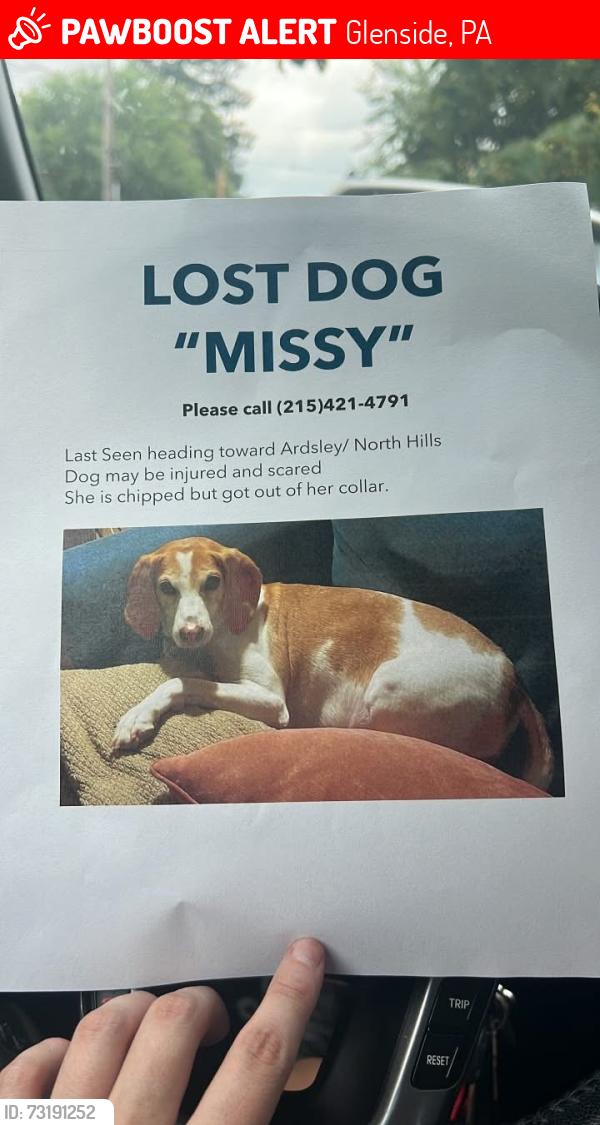 Lost Female Dog last seen Ardsley, Glenside, PA 19095