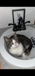 Lost Male Cat last seen Near Oxford street west, Moose Jaw, SK S6H 2P7
