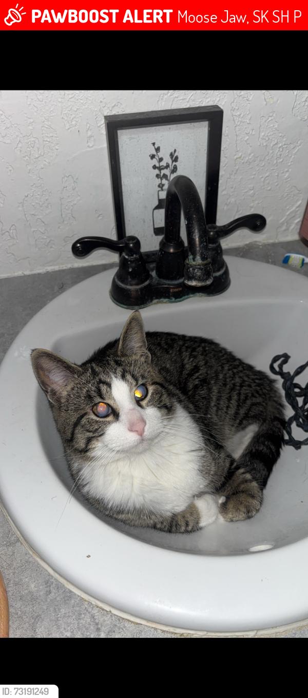Lost Male Cat last seen Near Oxford street west, Moose Jaw, SK S6H 2P7