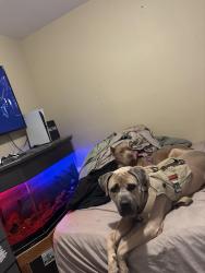 Reunited Unknown Dog last seen goldfield and deer springs, North Las Vegas, NV 89084