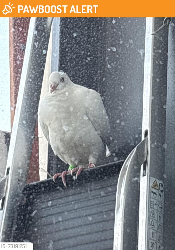 Found/Stray Unknown Bird last seen Westway, Greater London, England W10 6SD