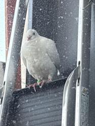 Found/Stray Unknown Bird last seen Westway, Greater London, England W10 6SD